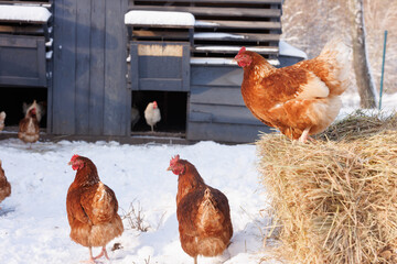 chicken eats feed and grain on eco poultry farm, free range poultry farm