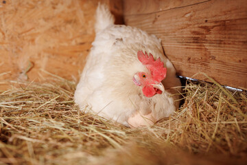 red laying hen hatching eggs in nest of straw inside a wooden chicken coop, free range chicken farm