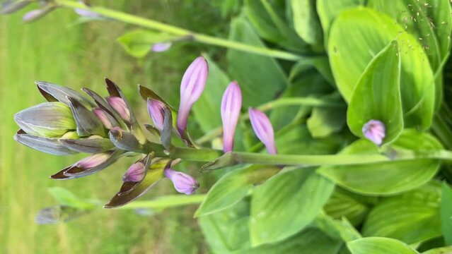 Vertical closeup of purple blooming hosta flowers in summer. Vertical footage.