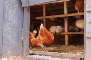 a flock of chickens in a chicken coop on an eco farm, free-range chicken farm