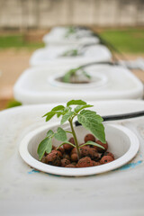 Close up photo of Tomato plant crop in hydroponic system using Dutch Bucket. Agriculture concept