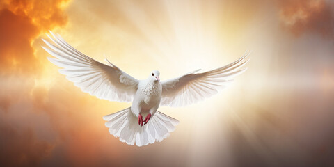 White Dove Illuminated by Sunlight in Flight - obrazy, fototapety, plakaty