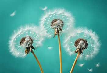 Three beautiful dandelion flowers with flying feathers on turquoise background