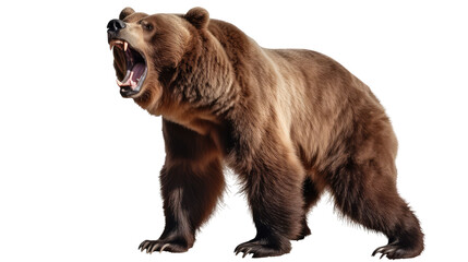 Obraz premium Ferocious brown grizzly bear on a transparent background (PNG)