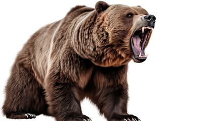  Ferocious brown grizzly bear on a transparent background (PNG) © PNG City