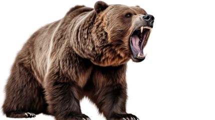  Ferocious brown grizzly bear on a transparent background (PNG)