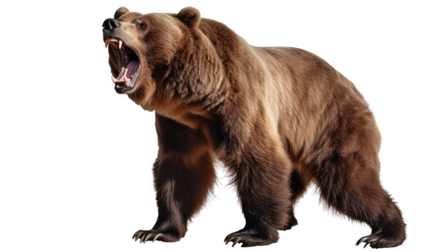  Ferocious brown grizzly bear on a transparent background (PNG)