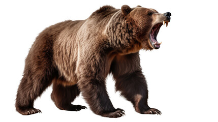  Ferocious brown grizzly bear on a transparent background (PNG) - obrazy, fototapety, plakaty