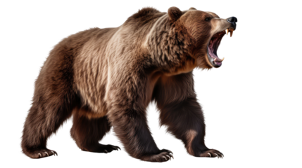  Ferocious brown grizzly bear on a transparent background (PNG)