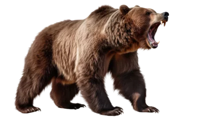 Schilderijen op glas  Ferocious brown grizzly bear on a transparent background (PNG) © PNG City