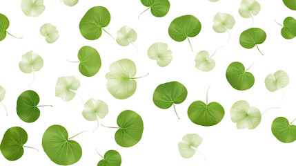 round leaves isolated on a transparent white background 
