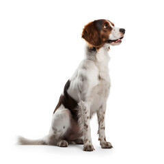 A Tri-color Spaniel Dog on a White Background