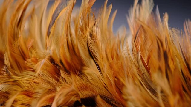 Close-up of the chicken feather duster stick.
