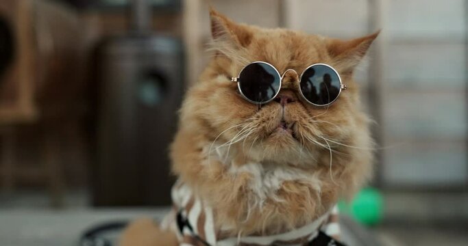 Cat, sunglasses and outdoor in pet clothes with style, fashion and funny in city, street or road. Ginger kitten, animal and comic with dark glasses, style and backyard to protect eyes from sunshine