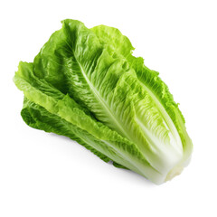 Fresh single Romaine or cos lettuce isolate on transparency background png 