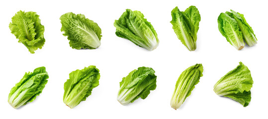 Set of Lettuce isolate on transparency background png 