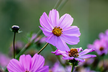 Obraz premium Cosmos flowers in a pretty meadow, cosmos bipinnatus or Mexican aster, daisy family asteraceae