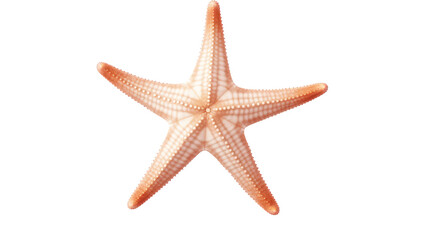 Fototapeta na wymiar white starfish isolated on transparent background cutout