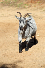 Grey horned goat on the sand