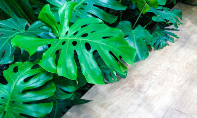 Leaves of Monstera philodendron plant growing in garden near wood floor © merrymuuu