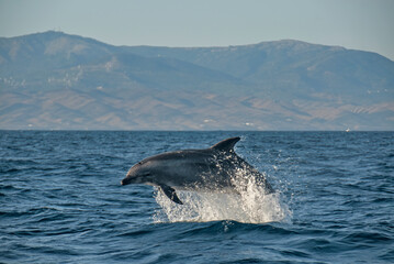 A playful bottlenose dolphin (Tursiops truncatus) arcs above the ocean waves, framed by a stunning mountain range in the distance