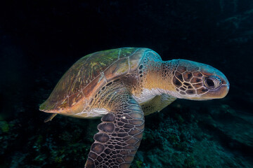 Underwater portrait of a green sea turtle (Chelonia mydas) gracefully gliding in the ocean, showcasing its intricate shell patterns and calm demeanor against a dark marine background