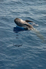 Naklejka premium A pilot whale (Globicephala melas) breaching the surface of the ocean. The whale is captured mid-jump, with its body partially above the water