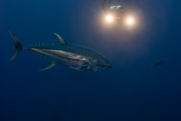 A magnificent yellowfin tuna (Thunnus albacares) glides through the deep blue sea, with a scuba diver's lights illuminating the scene from behind