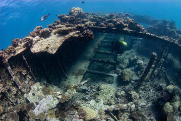 An underwater scene in the Red Sea featuring a scuba diver exploring the renowned Kingston...