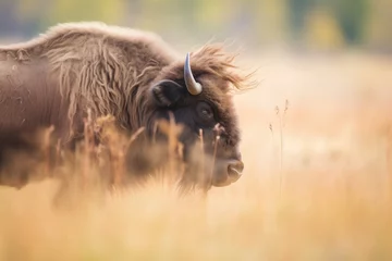 Outdoor kussens bison shaking off dust near prairie grasses © primopiano