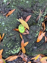 painted rock found among fall leaves