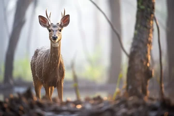 Meubelstickers dew-covered bushbuck at dawn in misty woods © primopiano