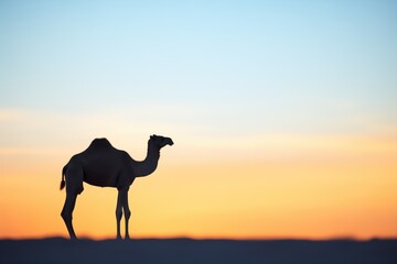 solitary camel silhouette against sunset