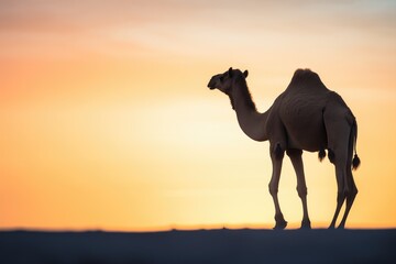 solitary camel silhouette against sunset