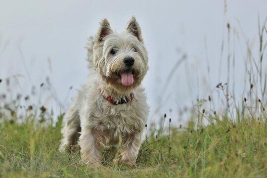 West Highland White terrier. Westie in the grass.