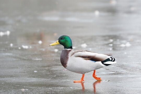 A mallard duck walking on a frozen river.  Anas platyrhynchos. Winter scene with a wild duck. 