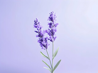 Obraz premium lavender flower in studio background, single lavender flower, Beautiful flower images