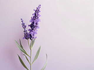 lavender flower in studio background, single lavender flower, Beautiful flower images