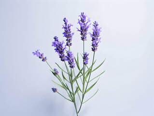 Naklejka premium lavender flower in studio background, single lavender flower, Beautiful flower images