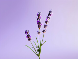 lavender flower in studio background, single lavender flower, Beautiful flower images