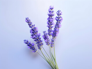 lavender flower in studio background, single lavender flower, Beautiful flower images