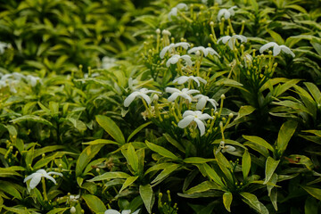 Obraz premium Lush Green Foliage with Delicate White Star-Shaped Flowers