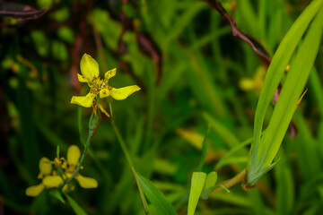 Fototapeta premium Vibrant Yellow Wildflower in Lush Green Tropical Foliage