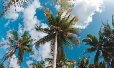 Fototapeta na wymiar Bottom view of coconut palm trees in sunshine. Palm trees against a beautiful blue sky. Green palm trees on blue sky background. Travel concept.