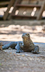 Komodo dragons (Varanus komodoensis) Komodo in its habitat on Komodo Island, Labuan Bajo, East Nusa Tenggara, Indonesia. Komodo is the biggest living lizard in the world. 