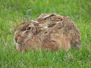 Ein Feldhase ist immer auf der Hut