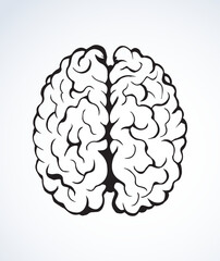 Brain. Vector drawing