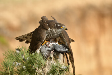azor en el bosque con presa