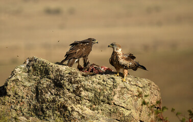 rapaces y buitres en la sierra abulense