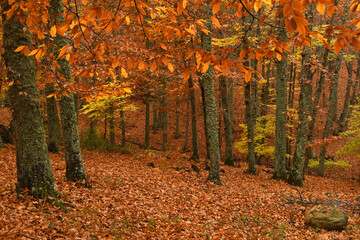 Naklejka premium paisajes y colores del otoño